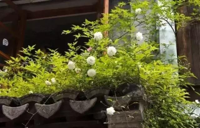 這樣的院子，只有中國人駕馭得了它！